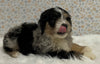 Australian Shepherd Mix Puppy For Sale Holmesville OH -Male Flynn