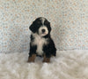 Mini Bernedoodle For Sale Holmesville OH Male-Oscar