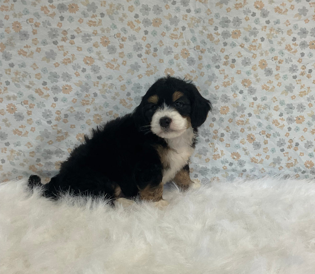 Mini Bernedoodle For Sale Holmesville OH Male-Oliver – AC Puppies LLC