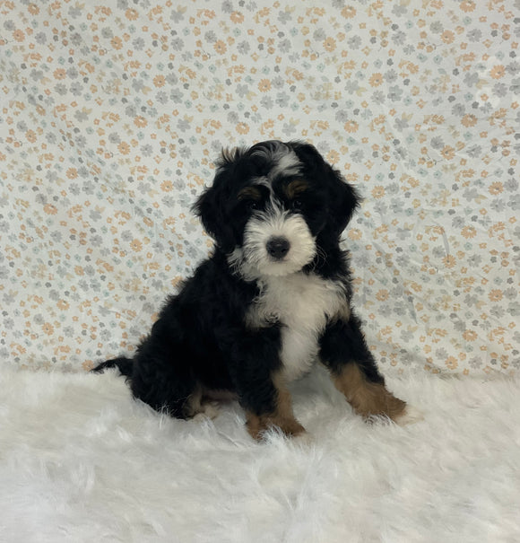 Mini Bernedoodle For Sale Holmesville OH Male-Oscar