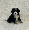 Mini Bernedoodle For Sale Holmesville OH Male-Oscar