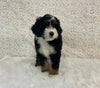 Mini Bernedoodle For Sale Holmesville OH Male-Oscar