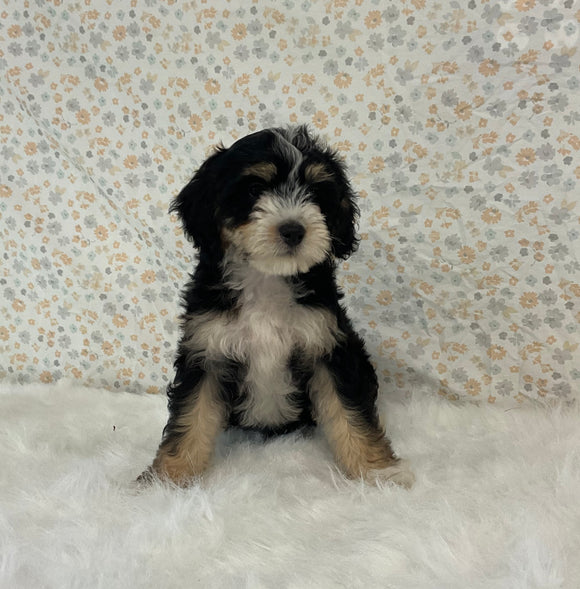 Mini Bernedoodle For Sale Holmesville OH Female-Harper