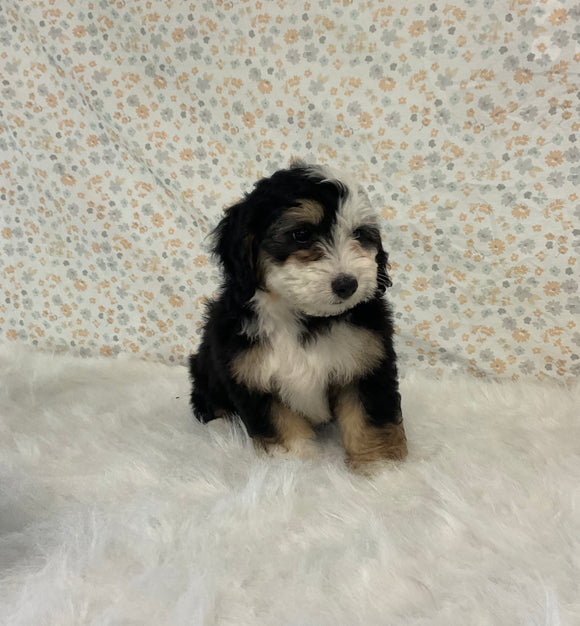 Mini Bernedoodle For Sale Holmesville OH Female-Halo