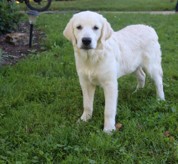 AKC Registered English Cream Golden Retriever For Sale Fredericksburg, OH Male- Norbo