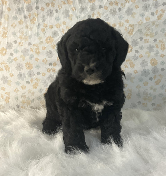 AKC Registered Mini Poodle For Sale Holmesville OH Male-Bear