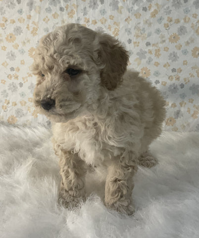 AKC Registered Mini Poodle For Sale Holmesville OH Male-Milo