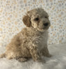 AKC Registered Mini Poodle For Sale Holmesville OH Male-Milo