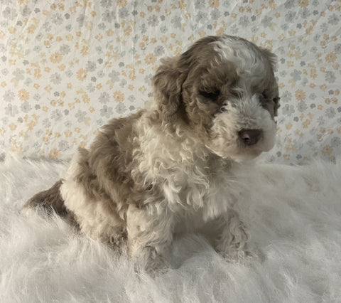 AKC Registered Mini Poodle For Sale Holmesville OH Male-Gus