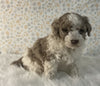 AKC Registered Mini Poodle For Sale Holmesville OH Male-Gus