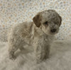 AKC Registered Mini Poodle For Sale Holmesville OH Male-Buddy