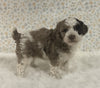 AKC Registered Mini Poodle For Sale Holmesville OH Female-Bella