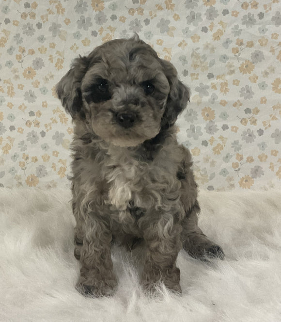 AKC Registered Mini Poodle For Sale Holmesville OH Female-Honey