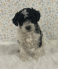 AKC Registered Mini Poodle For Sale Holmesville OH Female-Oreo