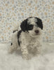 AKC Registered Mini Poodle For Sale Holmesville OH Female-Ginger