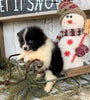 ACA Registered Pomeranian For Sale Millersburg, OH Male- Frankie