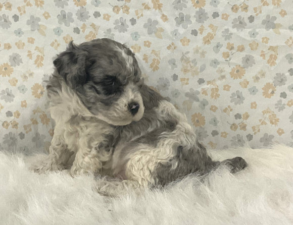 AKC Registered Mini Poodle For Sale Holmesville OH Male-Bo