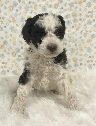 AKC Registered Mini Poodle For Sale Holmesville OH Male-Odie