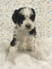 AKC Registered Mini Poodle For Sale Holmesville OH Male-Odie
