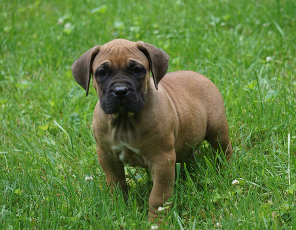 Presa Canario Puppy For Sale Fresno OH Male Rusty