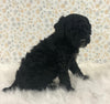AKC Registered Mini Poodle For Sale Holmesville OH Male-Ozzy