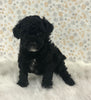 AKC Registered Mini Poodle For Sale Holmesville OH Male-Teddy