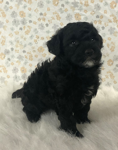 AKC Registered Mini Poodle For Sale Holmesville OH Male-Teddy