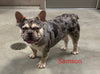AKC French Bulldog For Sale Danville OH Female-Venesa CHRISTMAS SPECIAL