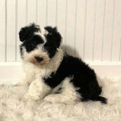 Mini Sheepadoodle For Sale Holmesville OH Female-Millie