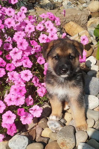 AKC Registered German Shepherd Puppy For Sale