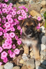 AKC Registered German Shepherd Puppy For Sale