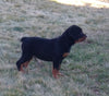 AKC Registered Rottweiler For Sale Sugarcreek OH Male-Rosco
