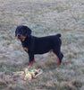 AKC Registered Rottweiler For Sale Sugarcreek OH Male-Rosco