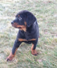 AKC Registered Rottweiler For Sale Sugarcreek OH Male-Diamond