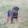 AKC Registered Rottweiler For Sale Sugarcreek OH Male-Diamond