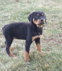 AKC Registered Rottweiler For Sale Sugarcreek OH Female-Bailey