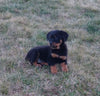 AKC Registered Rottweiler For Sale Sugarcreek OH Female-Hazel