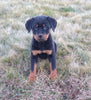 AKC Registered Rottweiler For Sale Sugarcreek OH Female-Hazel