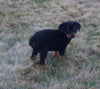 AKC Registered Rottweiler For Sale Sugarcreek OH Female-Hazel