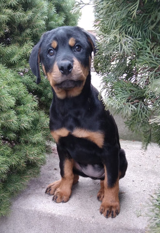 AKC Registered Rottweiler For Sale Sugarcreek OH Female-Bailey