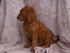 AKC Registered Standard Poodle For Sale Apple Creek, OH Male- Nicholas