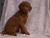 AKC Registered Standard Poodle For Sale Apple Creek, OH Female- Vanessa