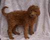 AKC Registered Standard Poodle For Sale Apple Creek, OH Female- Tara