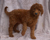 AKC Registered Standard Poodle For Sale Apple Creek, OH Female- Tara