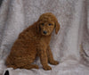 AKC Registered Standard Poodle For Sale Apple Creek, OH female- Sofia