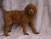 AKC Registered Standard Poodle For Sale Apple Creek, OH Female-Rose