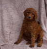 AKC Registered Standard Poodle For Sale Apple Creek, OH Female-Rose