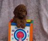 AKC Registered Standard Poodle For Sale Apple Creek, OH Female- Pamela