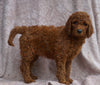 AKC Registered Standard Poodle For Sale Apple Creek, OH Female- Pamela