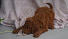 AKC Registered Standard Poodle For Sale Apple Creek, OH Male- Oliver